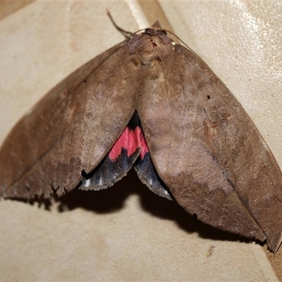 Phyllodes imperialis smithersi (Pink Underwing Moth (southern)) at Witta, QLD - 12 Oct 2021 by MichaelBedingfield