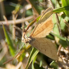 Scopula rubraria (Reddish Wave, Plantain Moth) at Nicholls, ACT - 15 Sep 2024 by Hejor1