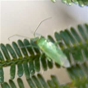 Miridae (family) at Nicholls, ACT - 15 Sep 2024