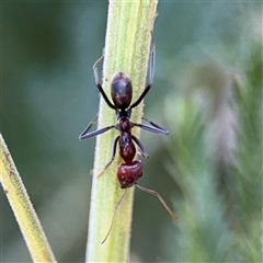 Iridomyrmex purpureus (Meat Ant) at Nicholls, ACT - 15 Sep 2024 by Hejor1