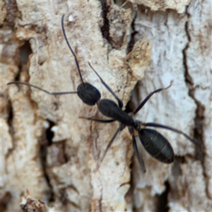 Camponotus nigroaeneus at Nicholls, ACT - 15 Sep 2024