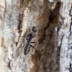 Camponotus nigroaeneus at Nicholls, ACT - 15 Sep 2024