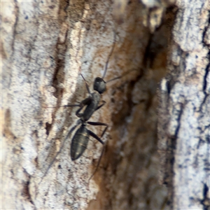 Camponotus nigroaeneus at Nicholls, ACT - 15 Sep 2024