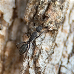 Camponotus nigroaeneus at Nicholls, ACT - 15 Sep 2024