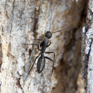 Camponotus nigroaeneus at Nicholls, ACT - 15 Sep 2024