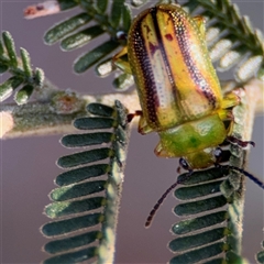 Calomela juncta (Leaf beetle) at Nicholls, ACT - 15 Sep 2024 by Hejor1