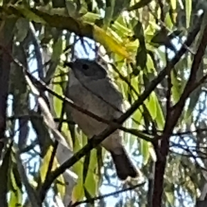 Pachycephala pectoralis at Nicholls, ACT - 15 Sep 2024