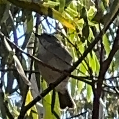 Pachycephala pectoralis at Nicholls, ACT - 15 Sep 2024