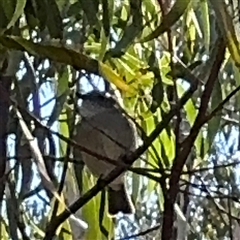 Pachycephala pectoralis at Nicholls, ACT - 15 Sep 2024