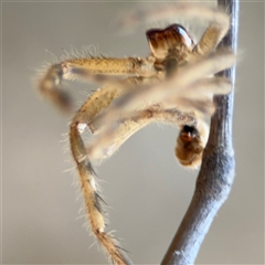 Neosparassus sp. (genus) (Badge huntsman) at Nicholls, ACT - 15 Sep 2024 by Hejor1