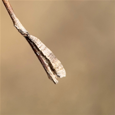 Machaerotinae sp. (family) (Tube Spittlebugs) at Nicholls, ACT - 15 Sep 2024 by Hejor1