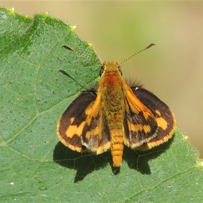 Ocybadistes walkeri (Green Grass-dart) at Conder, ACT - 4 Feb 2024 by MichaelBedingfield