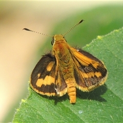 Ocybadistes walkeri at Conder, ACT - 4 Feb 2024 10:28 AM