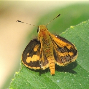 Ocybadistes walkeri at Conder, ACT - 4 Feb 2024