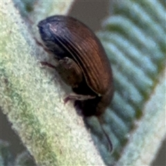 Alticini (tribe) (Unidentified flea beetle) at Nicholls, ACT - 15 Sep 2024 by Hejor1