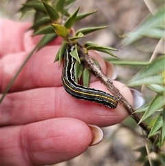 Chlenias (genus) (A looper moth) at Captains Flat, NSW - 16 Sep 2024 by Csteele4