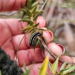 Chlenias (genus) at Captains Flat, NSW - 16 Sep 2024 12:18 PM