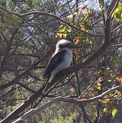 Dacelo novaeguineae (Laughing Kookaburra) at Keiraville, NSW - 16 Sep 2024 by PaperbarkNativeBees