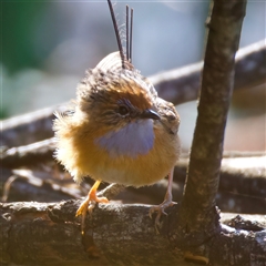 Stipiturus malachurus (Southern Emu-wren) at Woonona, NSW - 15 Sep 2024 by jb2602