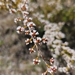 Micromyrtus ciliata (Fringed Heath-myrtle) at Googong, NSW - 16 Sep 2024 by BrianSummers