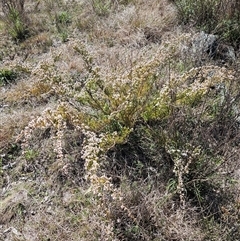 Micromyrtus ciliata at Googong, NSW - 16 Sep 2024