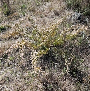 Micromyrtus ciliata at Googong, NSW - 16 Sep 2024