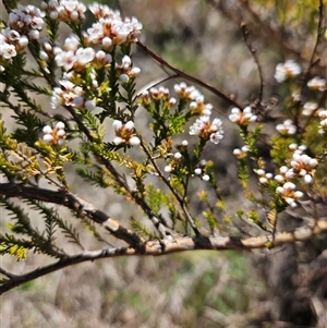 Micromyrtus ciliata at Googong, NSW - 16 Sep 2024