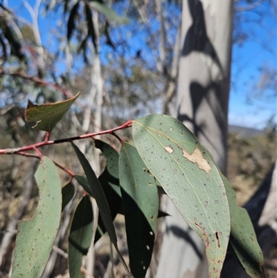 Eucalyptus pauciflora (A Snow Gum) at Burra, NSW - 16 Sep 2024 by BrianSummers