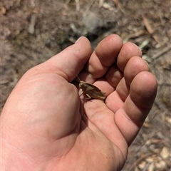 Goniaea australasiae at Kambah, ACT - 16 Sep 2024 12:58 PM