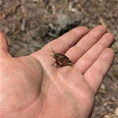 Goniaea australasiae at Kambah, ACT - 16 Sep 2024 12:58 PM