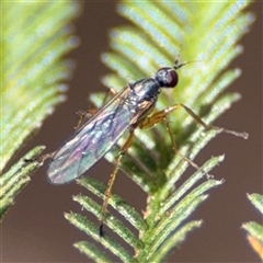 Empididae (family) (Dance fly) at Nicholls, ACT - 15 Sep 2024 by Hejor1