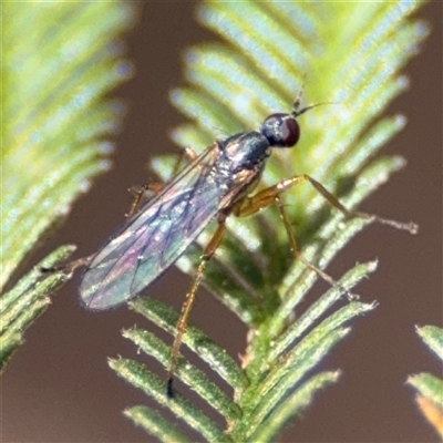 Dolichopodidae (family) at Nicholls, ACT - 15 Sep 2024 by Hejor1