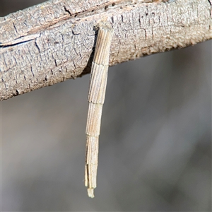 Lepidoscia arctiella at Nicholls, ACT - 15 Sep 2024 01:12 PM