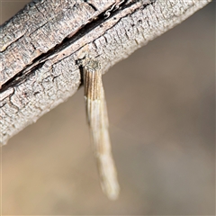 Lepidoscia arctiella at Nicholls, ACT - 15 Sep 2024 01:12 PM