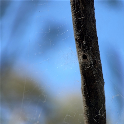 Segestriidae sp (family) (Tube Dwelling Spider) at Nicholls, ACT - 15 Sep 2024 by Hejor1