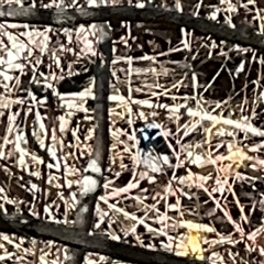 Malurus cyaneus (Superb Fairywren) at Nicholls, ACT - 15 Sep 2024 by Hejor1