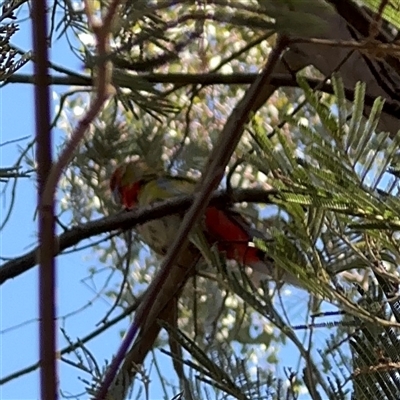 Platycercus elegans (Crimson Rosella) at Nicholls, ACT - 15 Sep 2024 by Hejor1