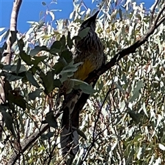 Anthochaera carunculata (Red Wattlebird) at Nicholls, ACT - 15 Sep 2024 by Hejor1