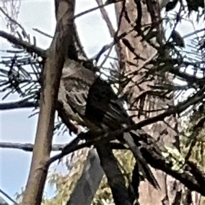 Anthochaera carunculata at Nicholls, ACT - 15 Sep 2024