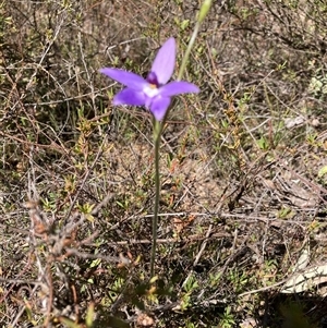 Glossodia major at Aranda, ACT - suppressed