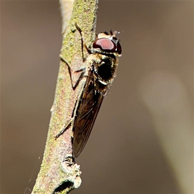 Melangyna viridiceps (Hover fly) at Nicholls, ACT - 15 Sep 2024 by Hejor1