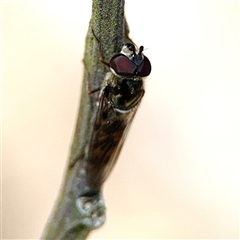 Melangyna viridiceps at Nicholls, ACT - 15 Sep 2024