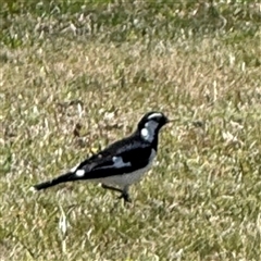 Grallina cyanoleuca (Magpie-lark) at Nicholls, ACT - 15 Sep 2024 by Hejor1