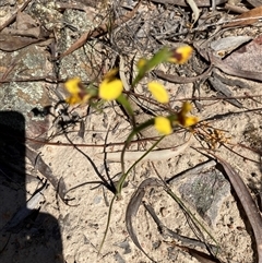 Diuris nigromontana (Black Mountain Leopard Orchid) at Aranda, ACT - 16 Sep 2024 by Jenny54