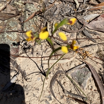 Diuris nigromontana (Black Mountain Leopard Orchid) at Aranda, ACT - 16 Sep 2024 by Jenny54