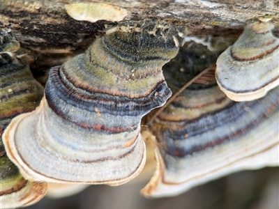 Trametes versicolor (Turkey Tail) at Nicholls, ACT - 15 Sep 2024 by Hejor1