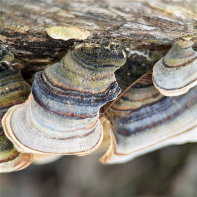 Trametes versicolor (Turkey Tail) at Nicholls, ACT - 15 Sep 2024 by Hejor1