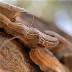 Trametes versicolor at Nicholls, ACT - 15 Sep 2024