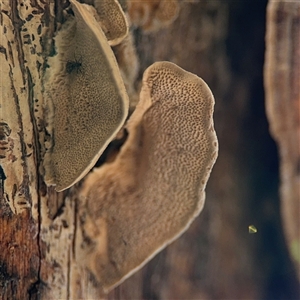 Trametes versicolor at Nicholls, ACT - 15 Sep 2024