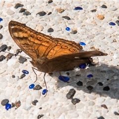 Junonia hedonia (Chocolate Argus) at Nelly Bay, QLD - 16 Jul 2024 by Petesteamer